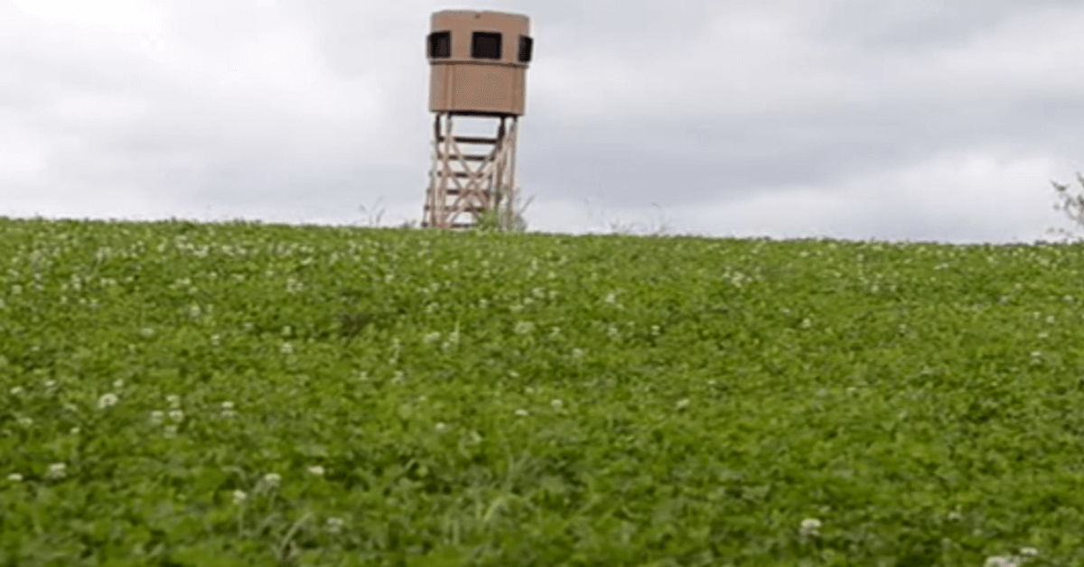 Featured Image for How to Fix Common Food Plot Challenges